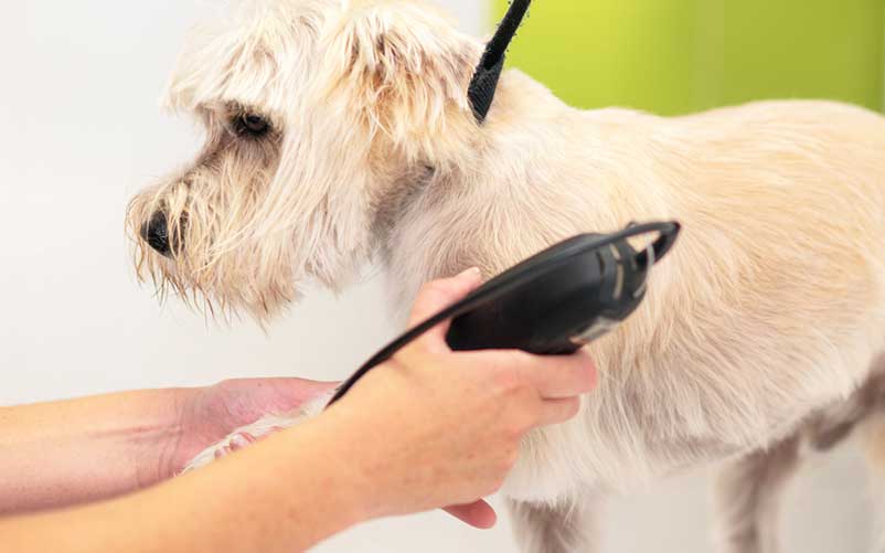 best professional dog grooming clippers