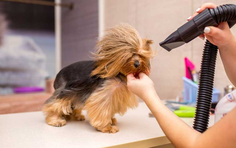 Top 10 Best Dog Hair Dryers [Review and Buying Guide] Spencer Quinn