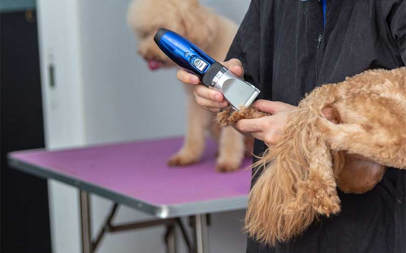 dog clippers for poodles