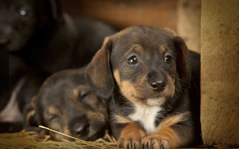 How To Take Care of a 6 Week Old Puppy - Spencer Quinn