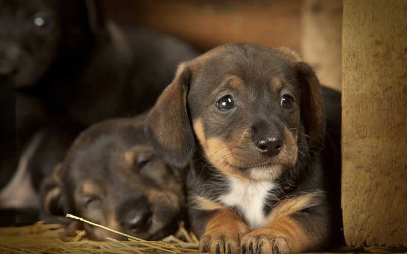 can a 6 week old puppy see