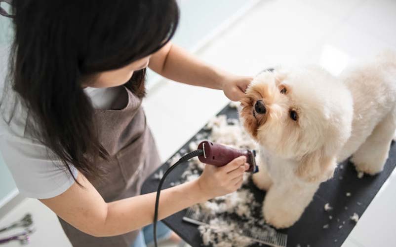 best affordable dog clippers