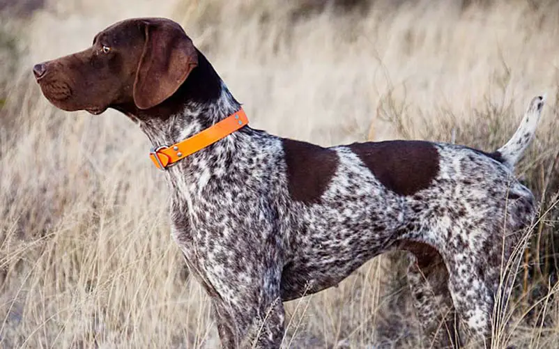 gsp hunting dog