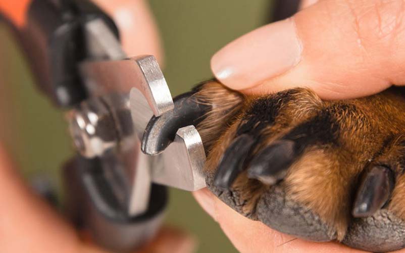 best nail clippers for big dogs