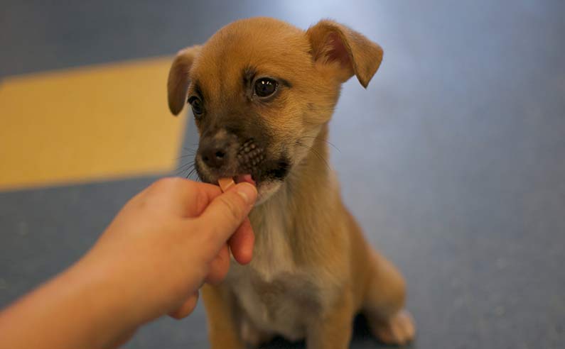 boxer mix 10 week old 