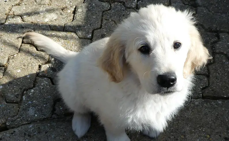 10 week old labrador