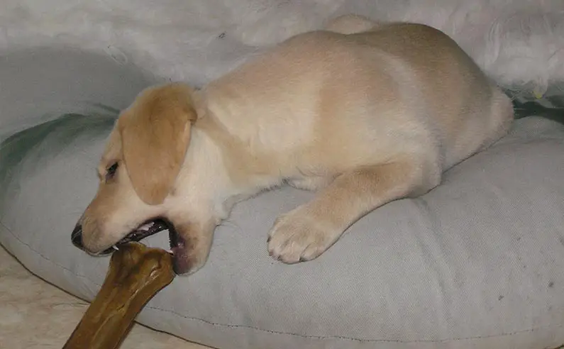 10 week old puppy playing