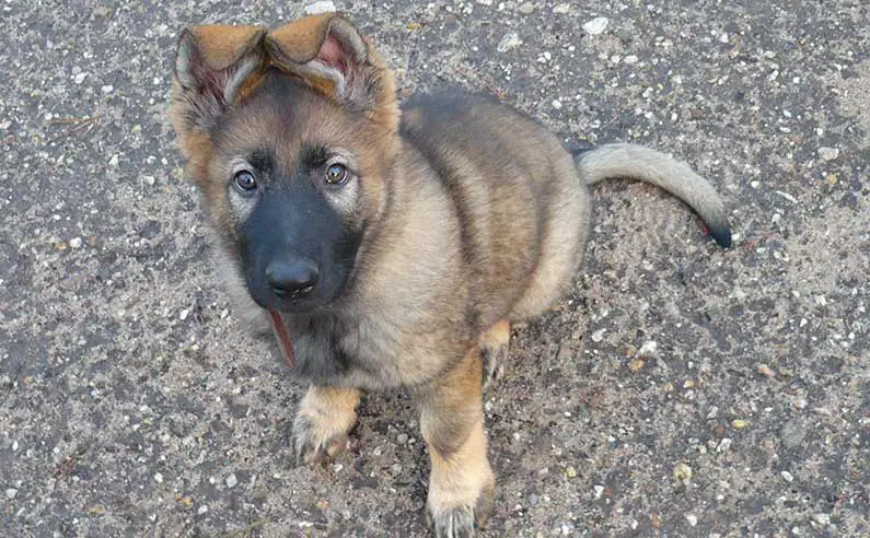 10 week old puppy siting