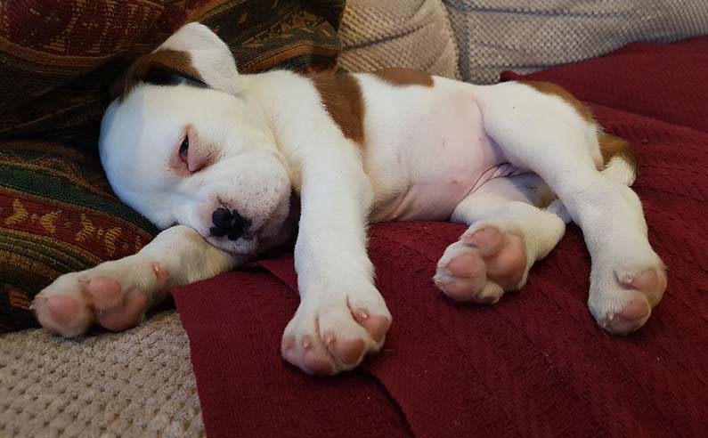 8 week old Boxer puppy