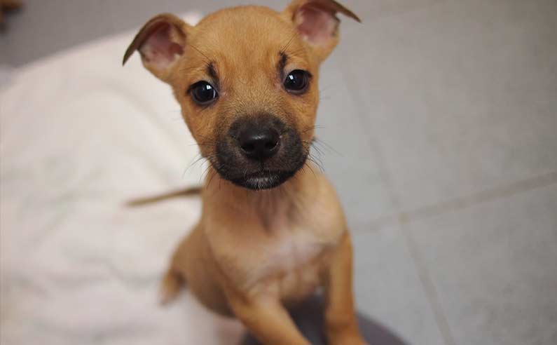 8-week old Lab Pit mix puppy