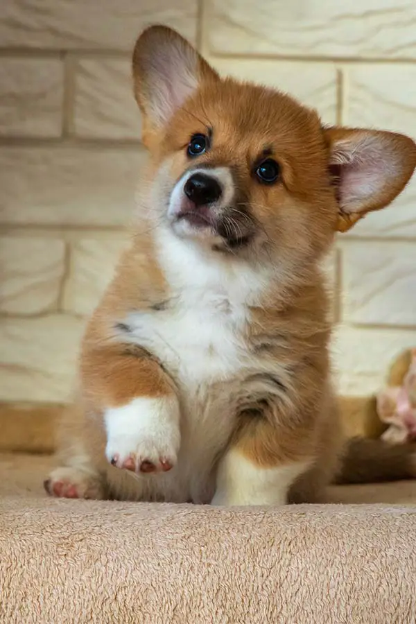 Corgi Puppy Feeding