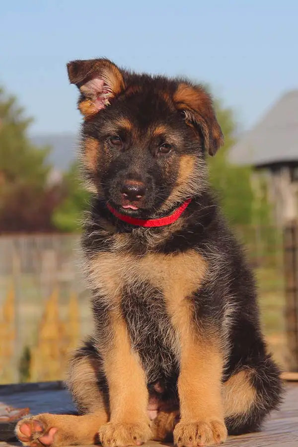 German Shepherd feeding