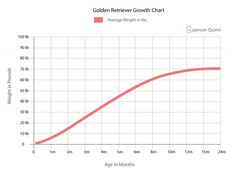 Golden Retriever Puppy: A Complete Feeding Guide - Spencer Quinn