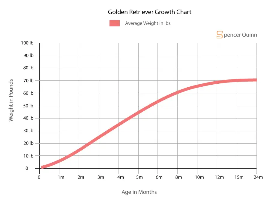 Golden Retriever Growth Chart
