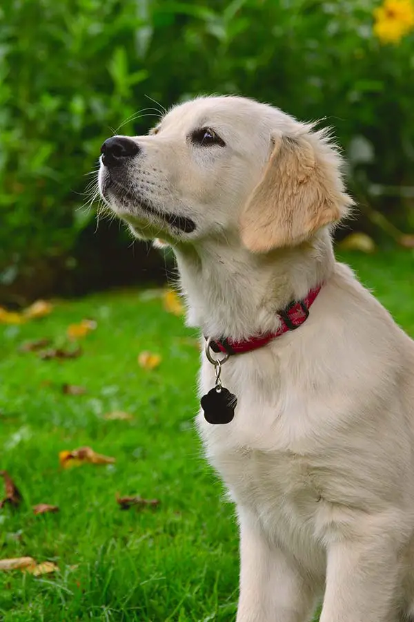 Golden Retriever puppy feeding