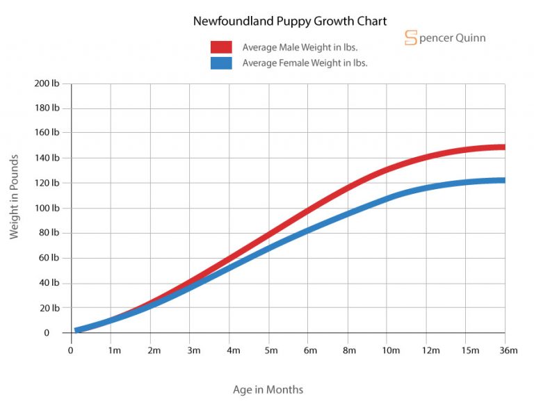 Great Dane Puppy Feeding Guide: Schedule, Growth Chart & More