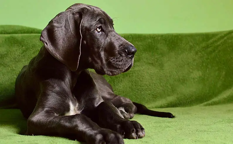 Great Dane puppy feeding