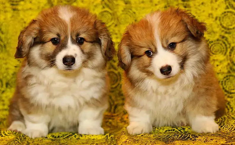 Corgi Puppies: Is a Corgi Puppy a Good Family Dog? – Wild One