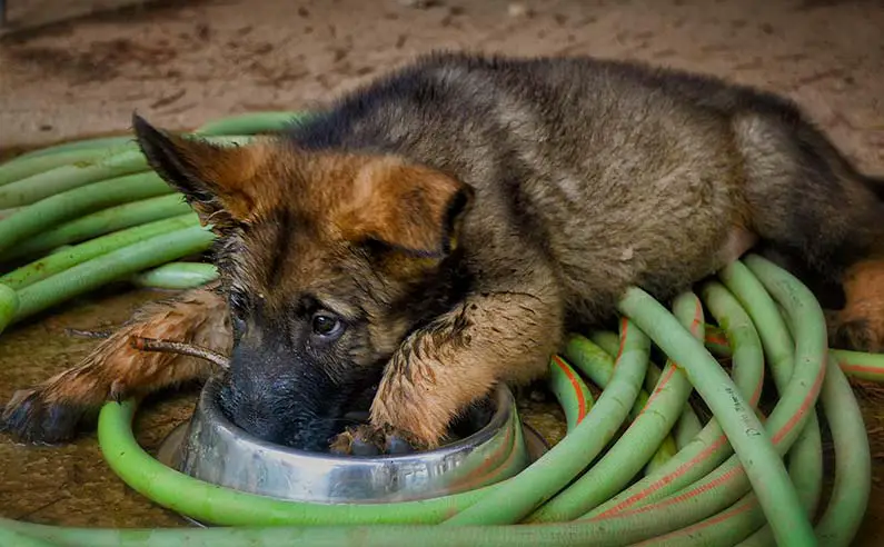 how much german shepherd puppy eat