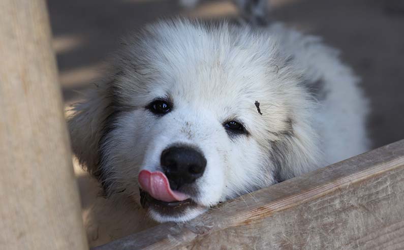 How Much To Feed A Great Pyrenees Puppy