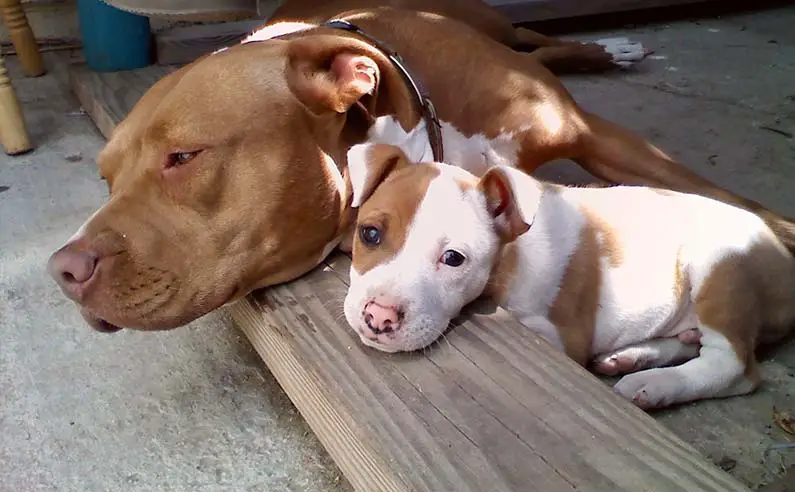 how much should a pit bull puppy eat