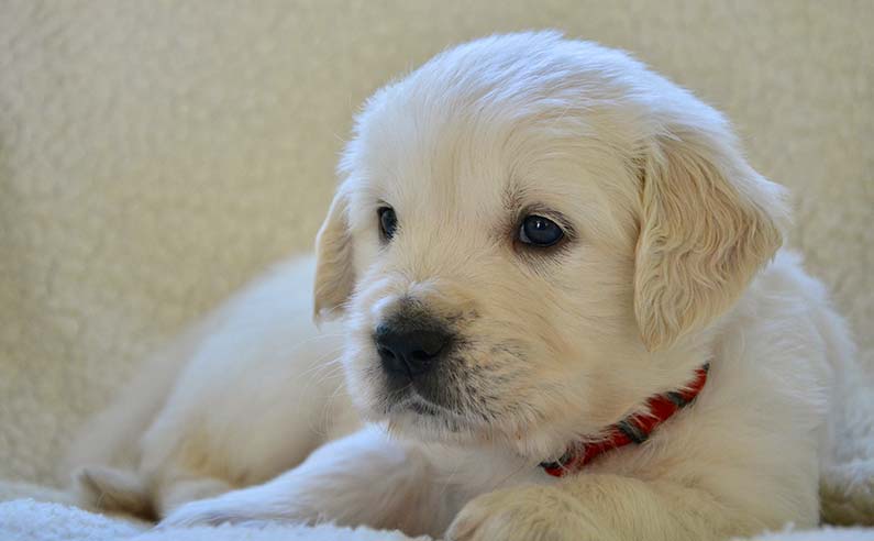 How much to feed a Golden Retriever puppy