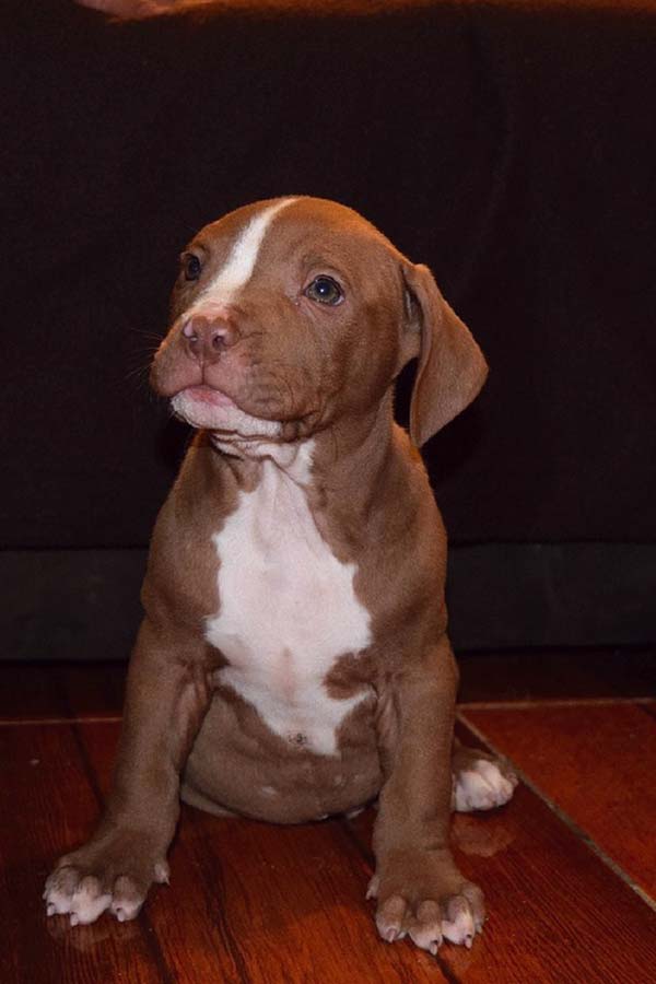 Pitbull Puppy feeding