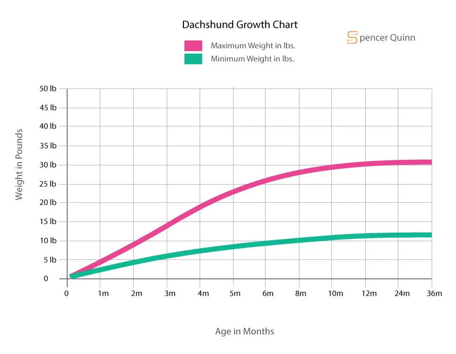 Dachshund Growth Chart