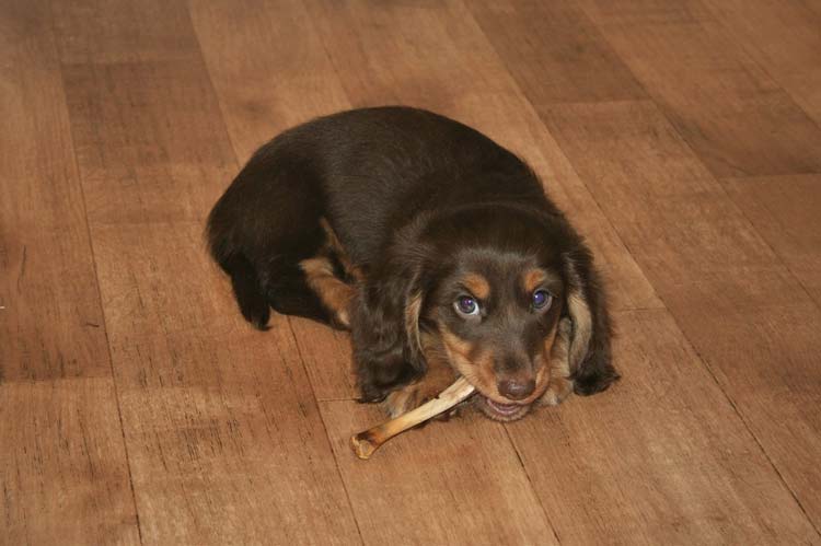 Dachshund feeding