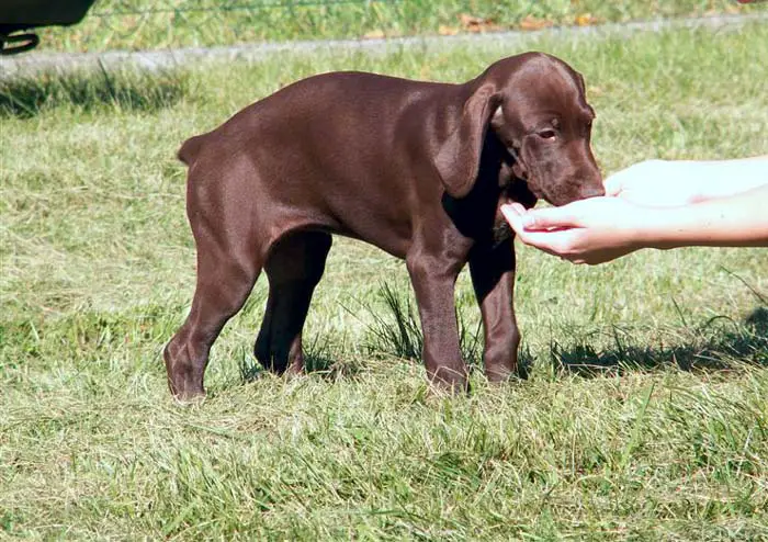 Feeding GSP puppy guide