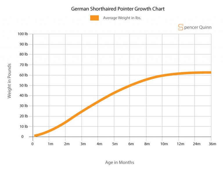 How Much To Feed A German Shorthaired Pointer Puppy Complete Feeding