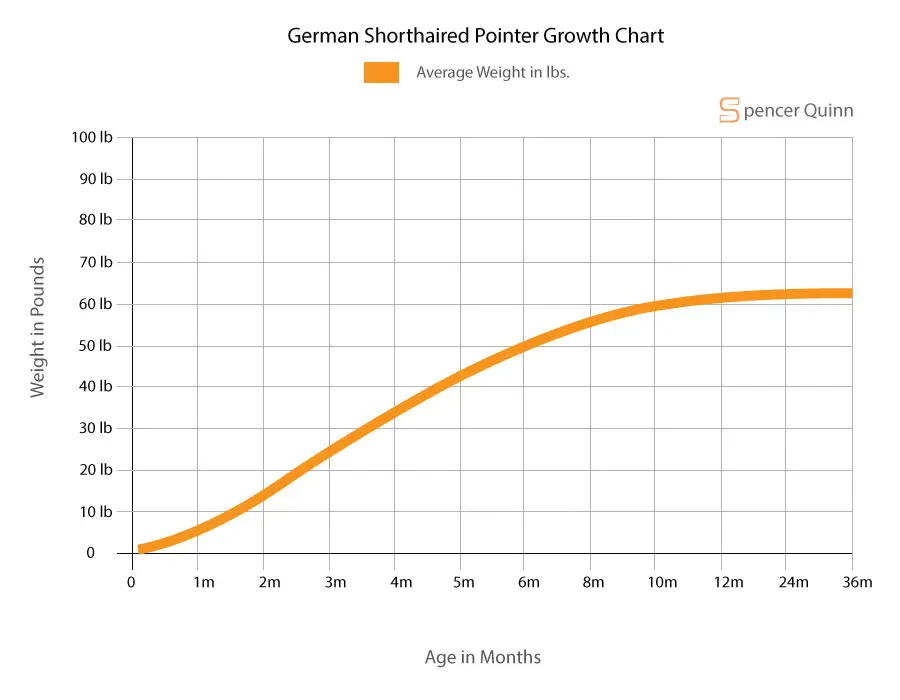 German Shorthaired Pointer Growth Chart