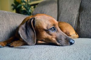 How Much To Feed A Dachshund: Feeding Schedule, Food, Growth Chart, and ...