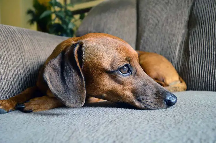 How Much To Feed A Dachshund