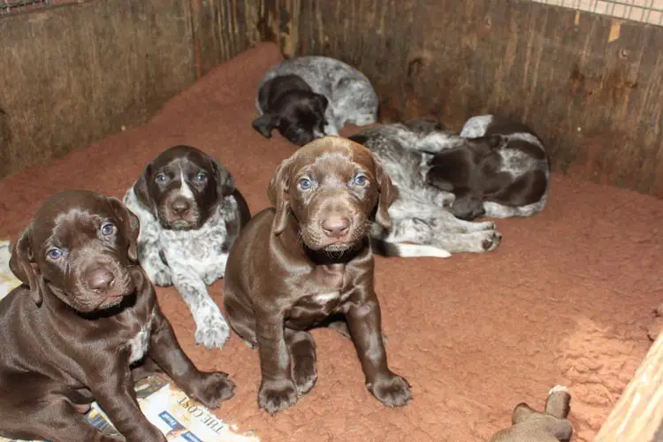 how much should i feed my gsp puppy