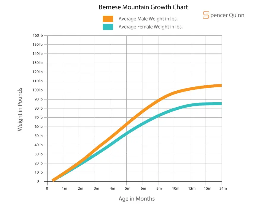 Bernese Mountain Growth Chart