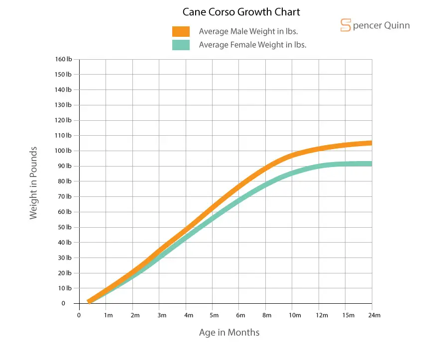 Cane Corso Growth Chart