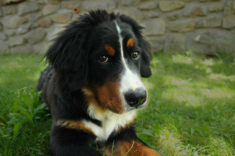 How Much to Feed a Bernese Mountain Puppy
