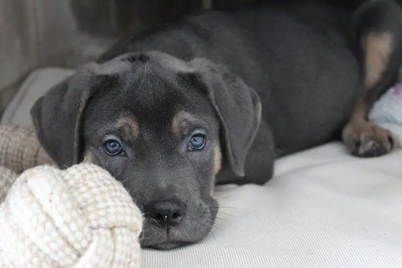 How Much to Feed a Cane Corso Puppy