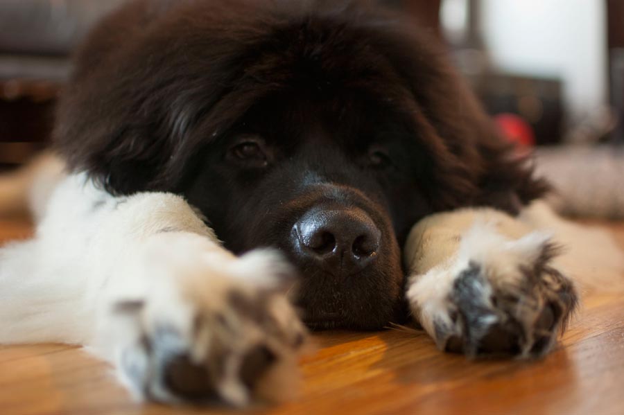 How Much to Feed a Newfoundland Puppy