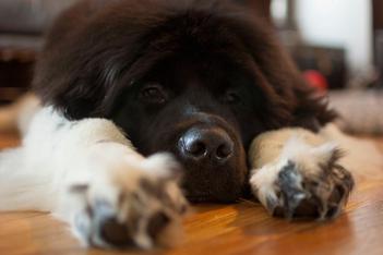 what do you feed a newfoundland dog