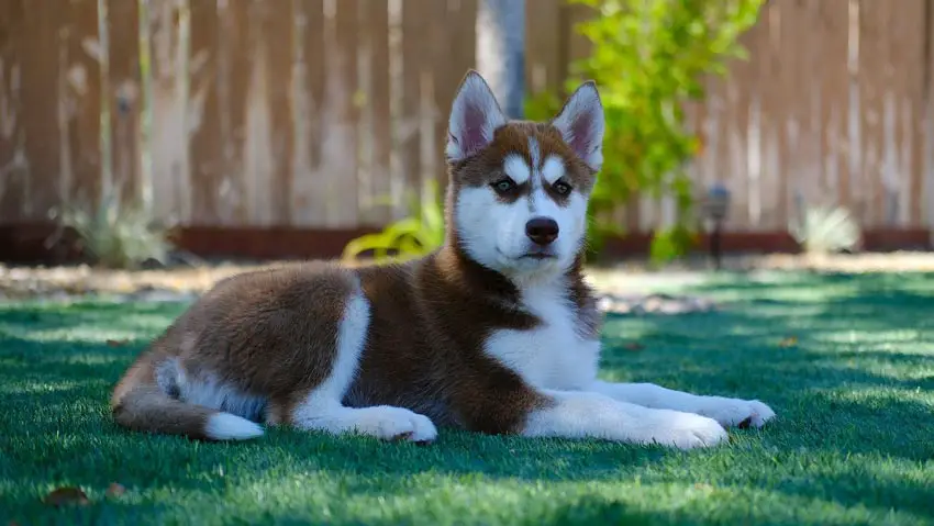 How Much to Feed a Siberian Husky Puppy