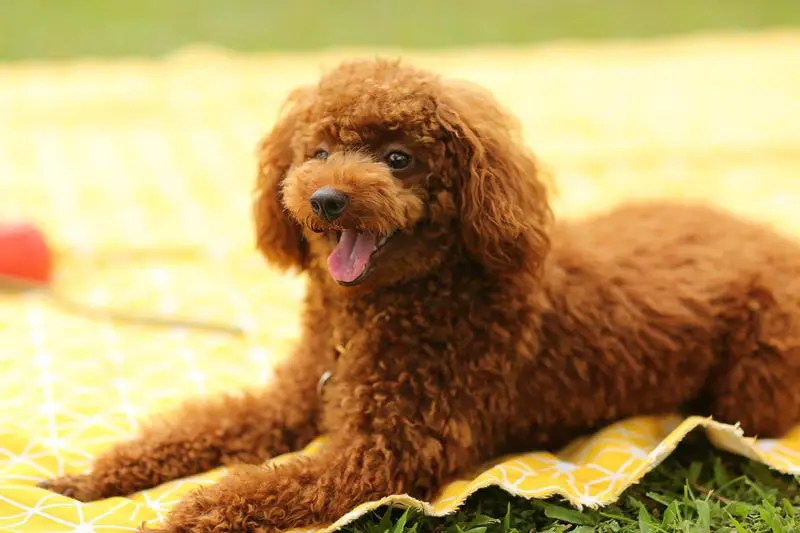 How Much to Feed a Standard Poodle