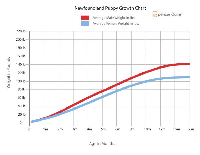 How Much to Feed a Newfoundland Puppy Feeding chart, Food and more