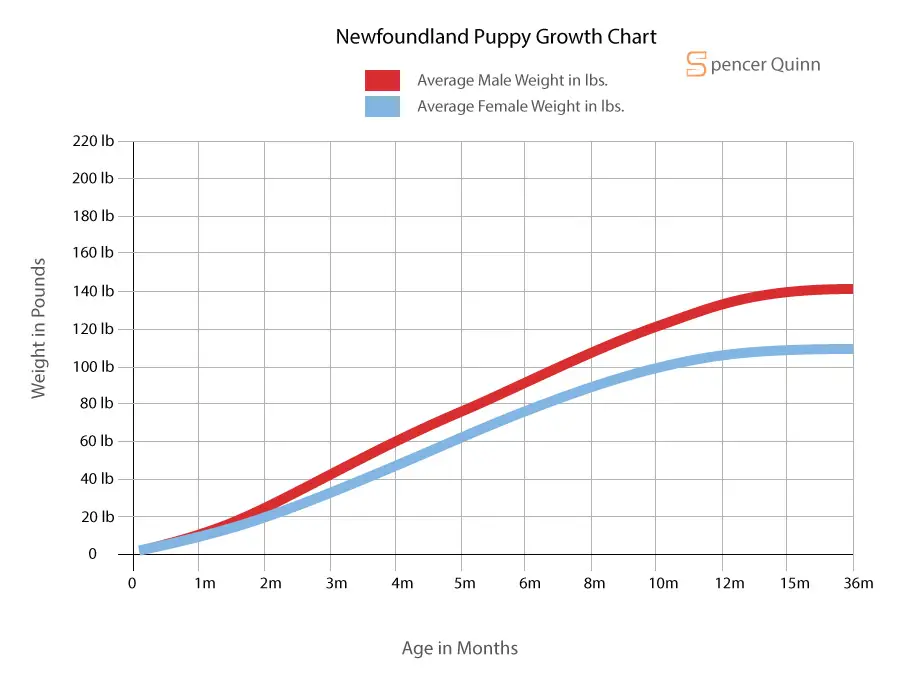 Newfoundland Puppy Growth Chart
