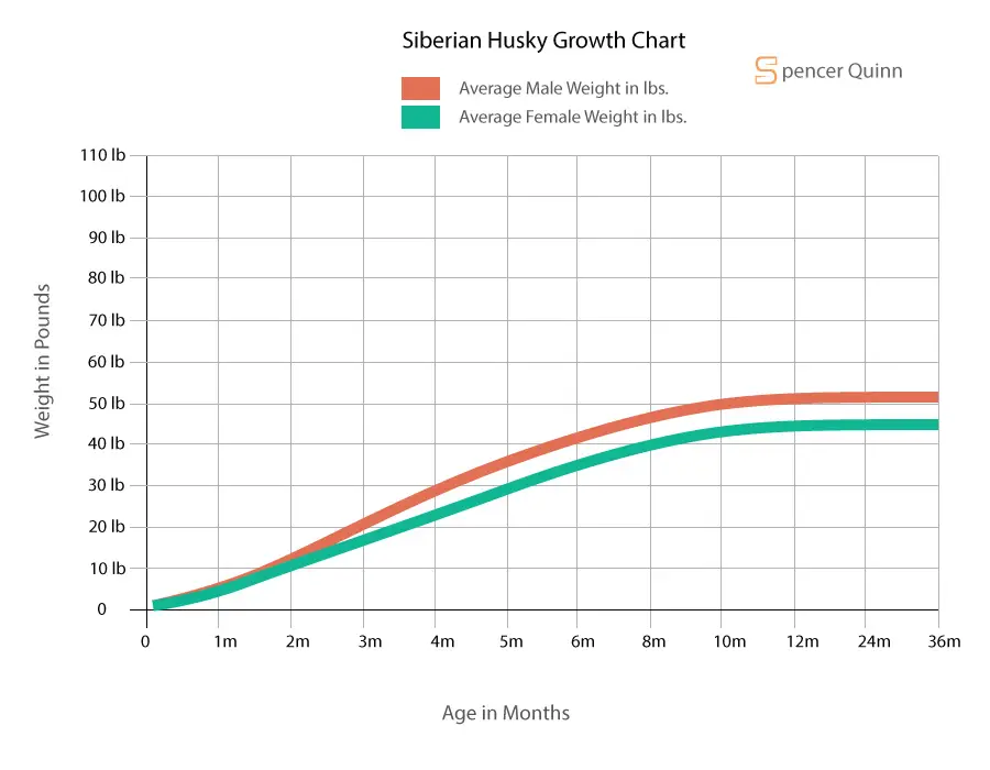 How Much to Feed a Siberian Husky Puppy Spencer Quinn
