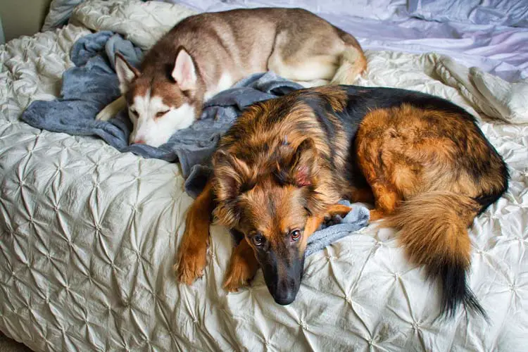 should you let puppies sleep in your bed