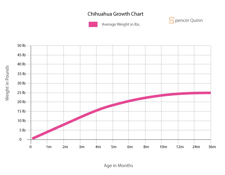 Beagle Growth Chart