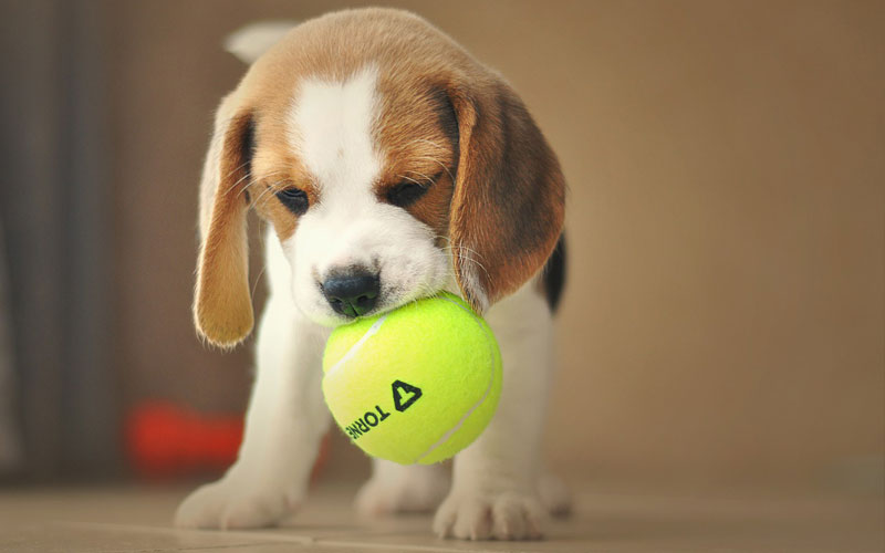 Beagle Puppy: Complete Feeding Guide