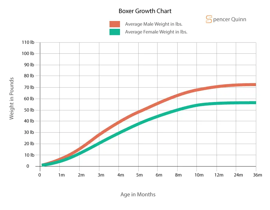 Boxer Growth Chart